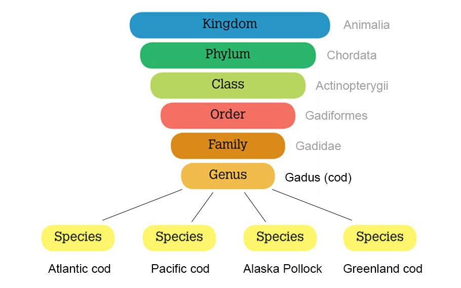 cod-genus-classification-pyramid